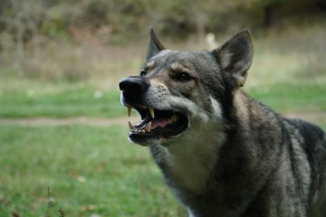 驱犬喷雾基础知识：作用原理、正确用法和携带建议